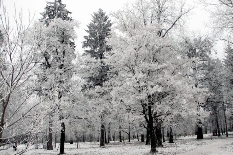 The Big Freeze-Out Backgammon Tournament, trees covered in snow